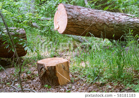 clean trunk of sawn pine, sawn tree in the forest 58181183