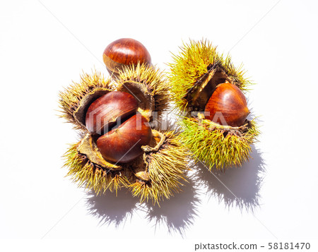 Chestnut fruit 58181470