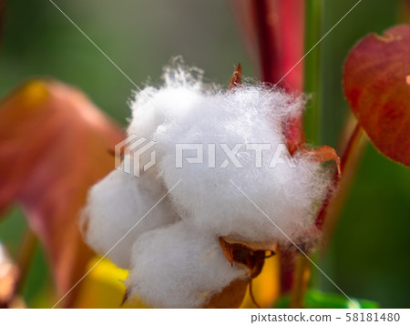 Cotton Cotton 58181480