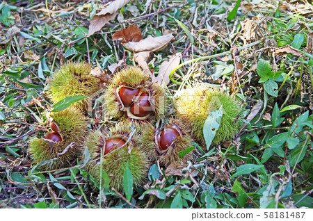 栗子 栗子 58181487