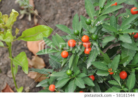 Fuyu coral red fruit Fuyu coral red fruit 58181544