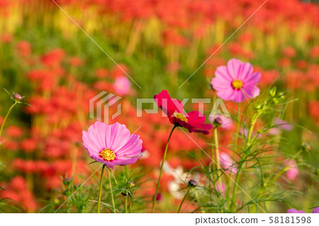 宇宙和Higanbana 58181598