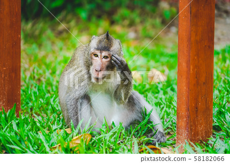 a wild monkey or ape in the zoo or jungle in zoo, Vietnam a wild monkey or ape in the zoo or jungle in zoo, Vietnam 58182066