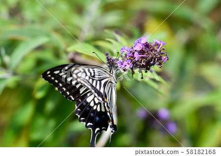 Swallowtail 58182168