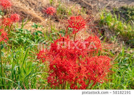 群集孤挺花 58182191