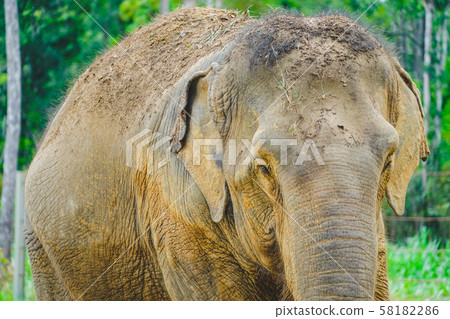A elephant taking rest in the zoo in daylight. Animal elephant face close up in detail. 58182286