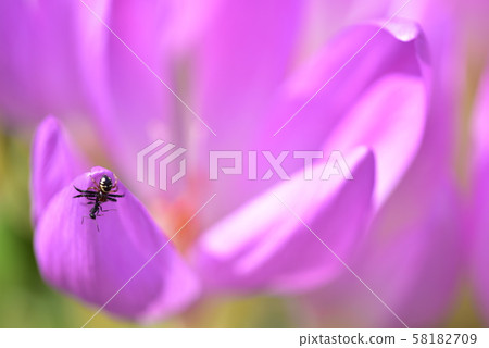 A spider catching an ant on a flower 58182709