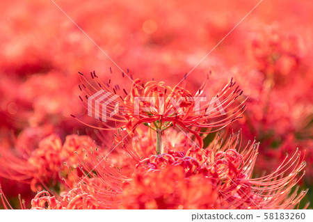 Cluster amaryllis Cluster amaryllis 58183260
