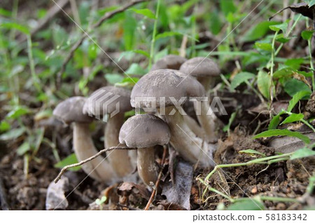 [初夏秋蘑菇] Hatake Shimeji 58183342
