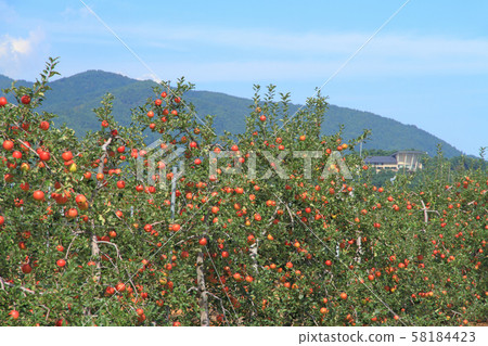 Autumn apple field 58184423