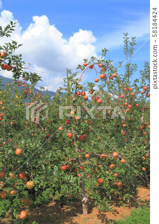 秋天蘋果領域 58184424