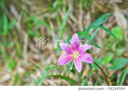 桃紅色番紅花花花 58184564