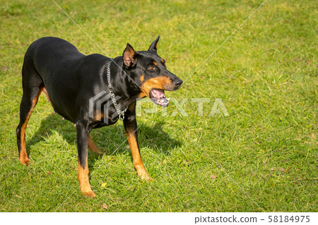 The dog barking ready to play 58184975