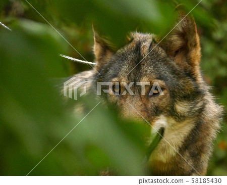 Wolf Face Close Up Wolf Face Close Up 58185430