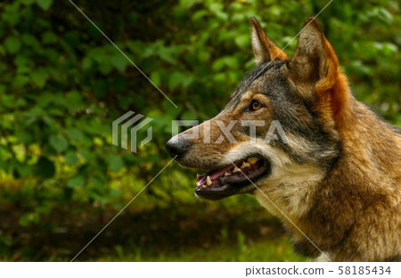 Wolf Face Close Up Wolf Face Close Up 58185434
