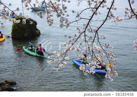 Sakura and canoe of Okubiwako 58185436