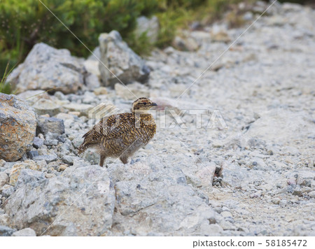 松雞的小雞 58185472