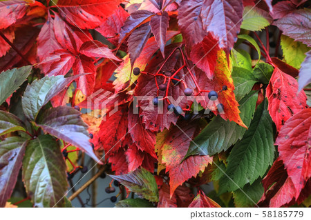 Multicolour autumn leaves Multicolour autumn leaves 58185779