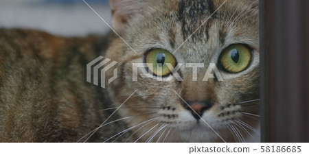 Cat cat Cat cat 58186685