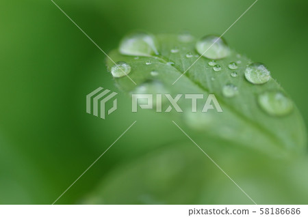 rain rain 58186686