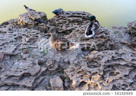 Beautiful duck floating in the city pond 58188989