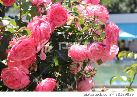 Red Roses in the Garden of the Rosary 58189059