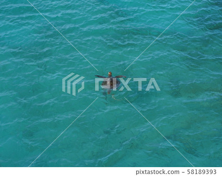 Sea Turtle at New Caledonia Amede Lighthouse Island Sea Turtle at New Caledonia Amede Lighthouse Island 58189393