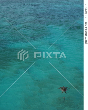 Sea Turtle at New Caledonia Amede Lighthouse Island Sea Turtle at New Caledonia Amede Lighthouse Island 58189396