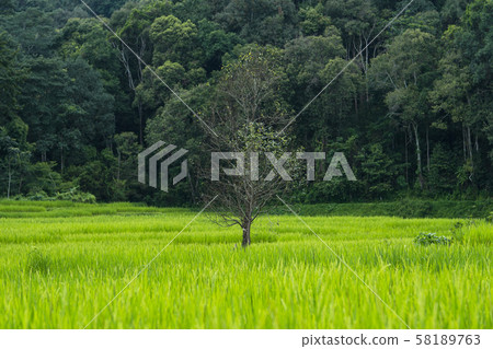 Green rice fields  rice in the morning 58189763