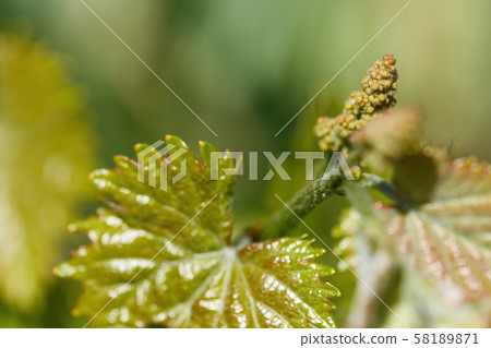 young shoots of grape macro shot young shoots of grape macro shot 58189871