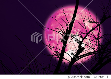 super dark harvest pink moon on night sky back dry super dark harvest pink moon on night sky back dry 58190301