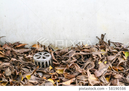 Many dry leaves clogged the drain, causing water Many dry leaves clogged the drain, causing water 58190386