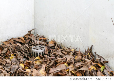 Many dry leaves clogged the drain, causing water Many dry leaves clogged the drain, causing water 58190387