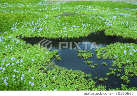 Water hyacinth 58190635
