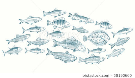 Hand sketched fish vector illustration. Underwater life banner for restaurant menu Hand sketched fish vector illustration. Underwater life banner for restaurant menu 58190660