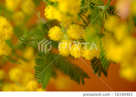 Mimosa 58190901