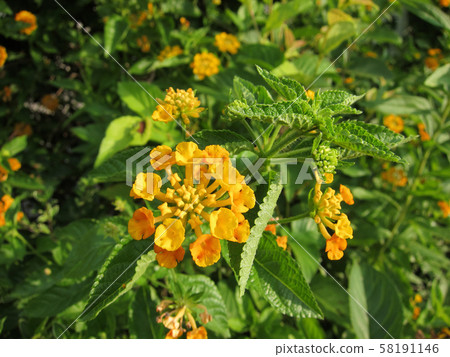 Lantana (Citihenga) Lantana (Citihenga) 58191146