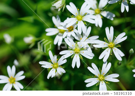 spring flowers close-up of plants on a sunny day 58191310