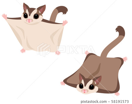 Illustration set of flying owl flying in the sky (Brown) 58191573