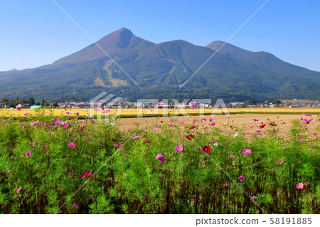 Cosmos and Ulsan (Fukushima Prefecture, Inawashiro Town) 58191885