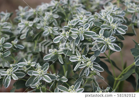 Hatsuyukisou 58192012