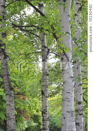 Birch Tree 58192492