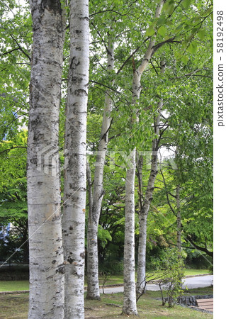 Birch Tree 58192498