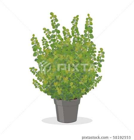 Bright green barberry bush growing in the pot. Bright green barberry bush growing in the pot. 58192553
