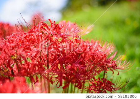 Mandarin saixa 58193806