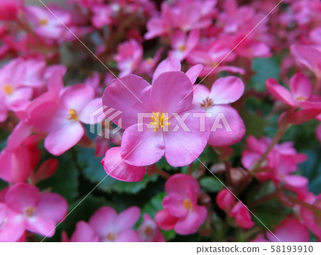 Christmas Begonia Love Me 58193910