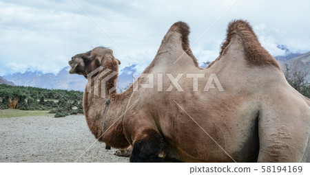 Camel safari in Nubra Valley of Ladakh, India 58194169