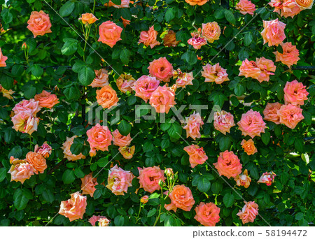Rose garden at spring time 58194472