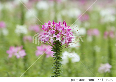 Spider flower field 58194989