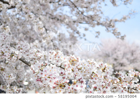 櫻花 櫻花 58195004